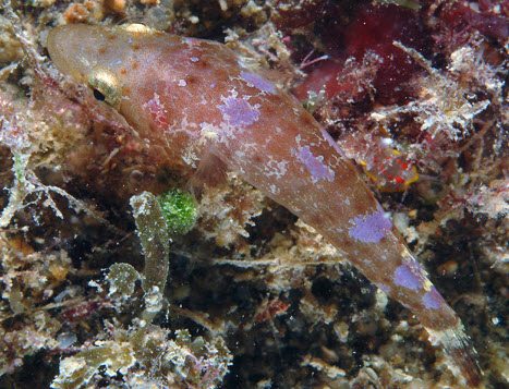 Apletodon incognitus_007